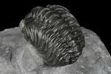 Adrisiops Weugi Trilobite - Recently Described Phacopid #174738-5